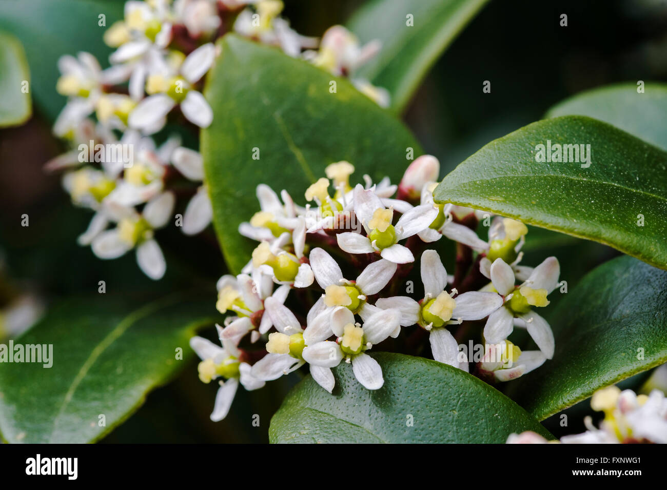 Skimmia japonica Olympic Flame, Rutaceae Stock Photo