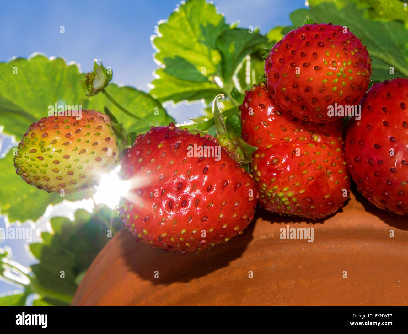 breed strawberry plants Stock Photo Alamy