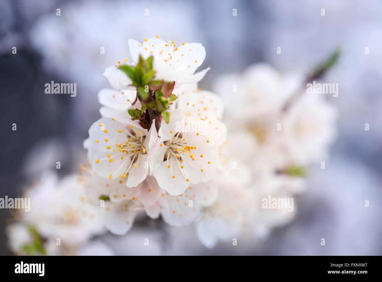 Flowering apricot shot with blurred background Stock Photo - Alamy