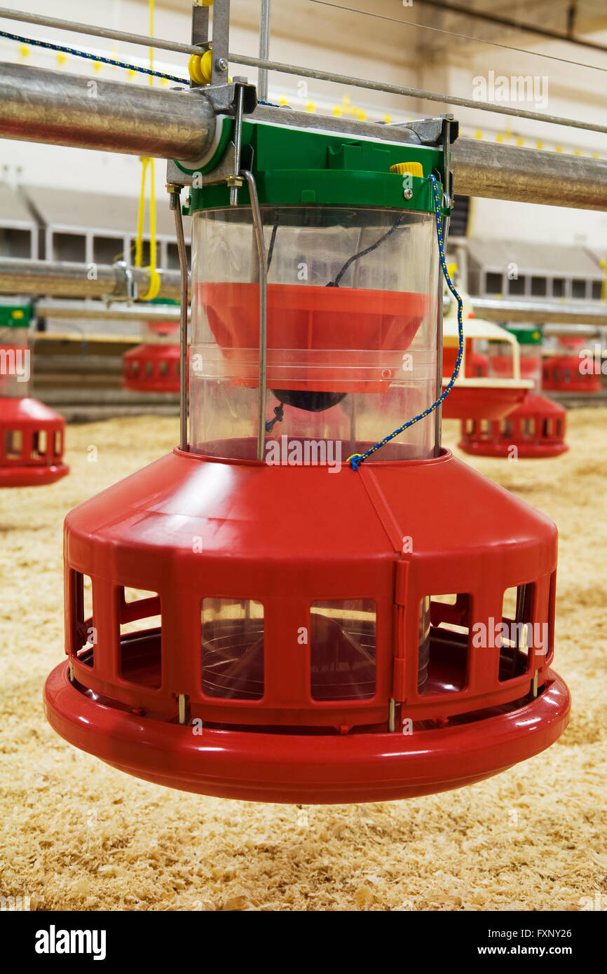 Automatic feeding trough on a modern integrated poultry farm Stock
