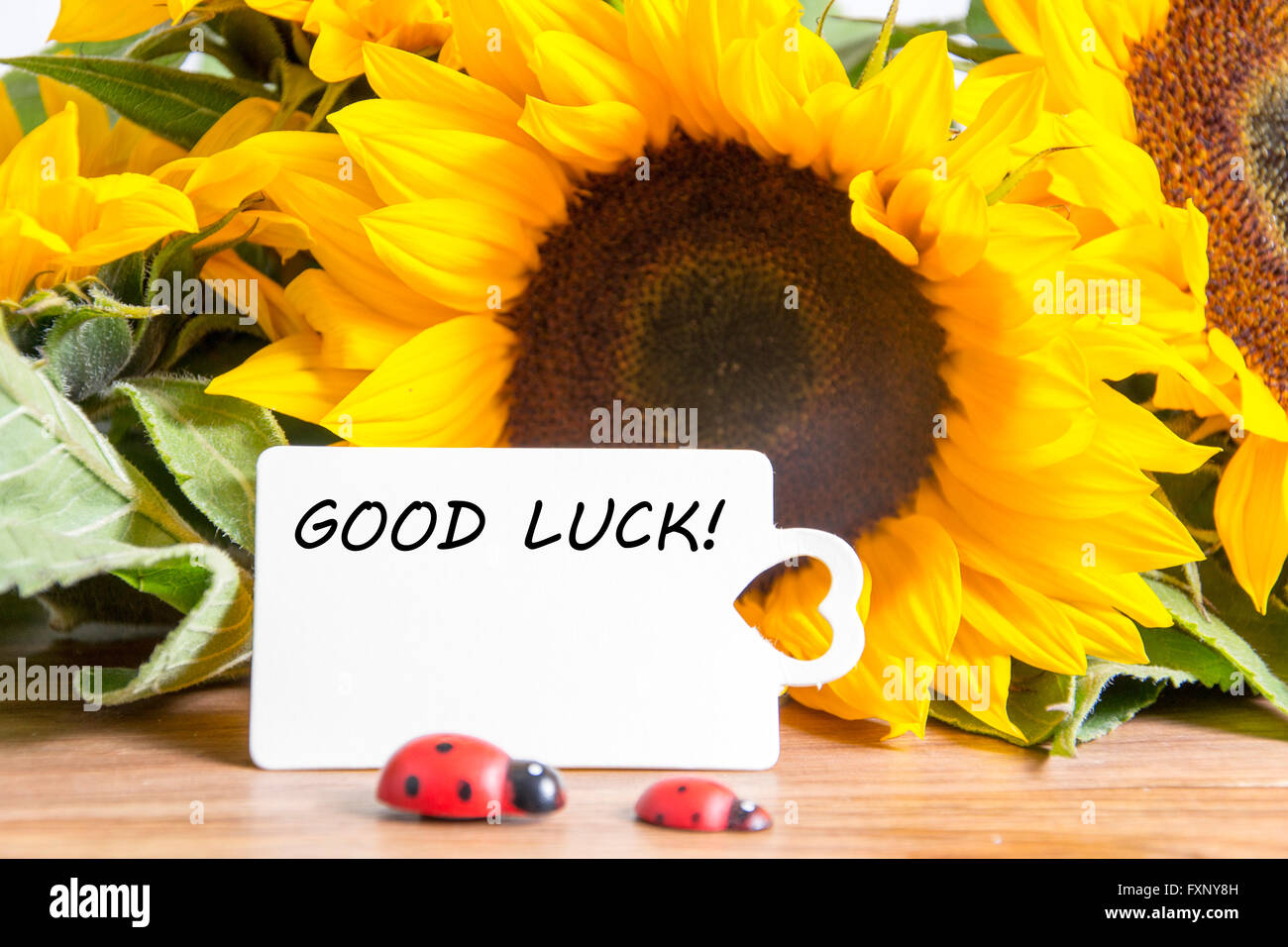 Sunflower good luck hires stock photography and images Alamy