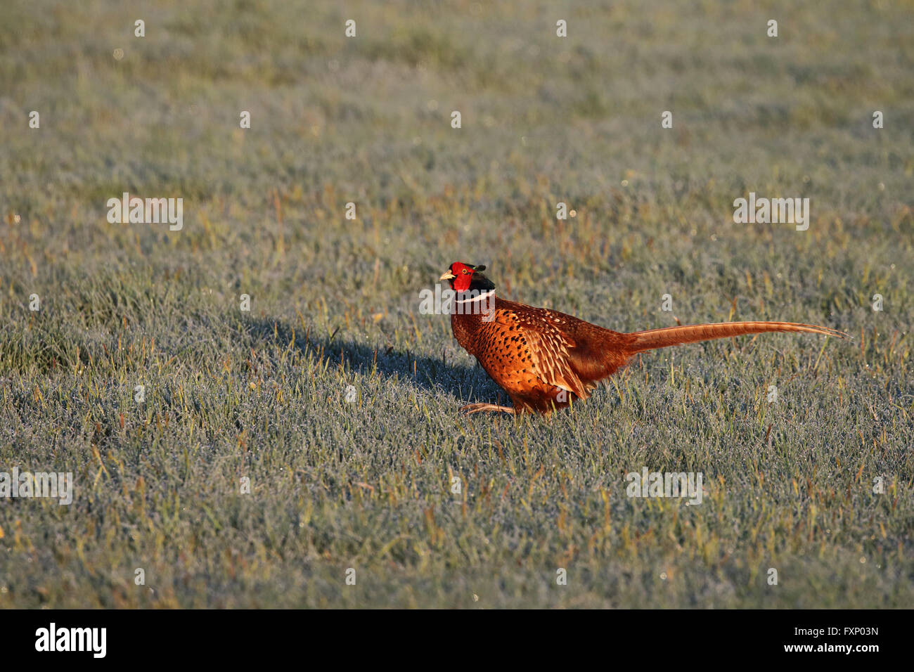 Male Pheasant phasianus colchicus walking across a dew covered field Stock Photo