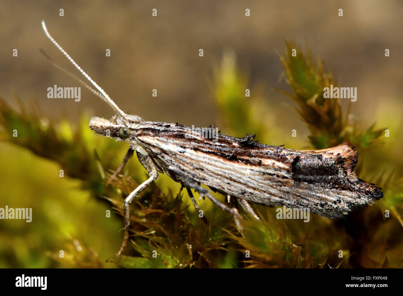 Ypsolopha scabrella micro moth. Small insect in the family Yponomeutidae , at rest on moss, in profile Stock Photo