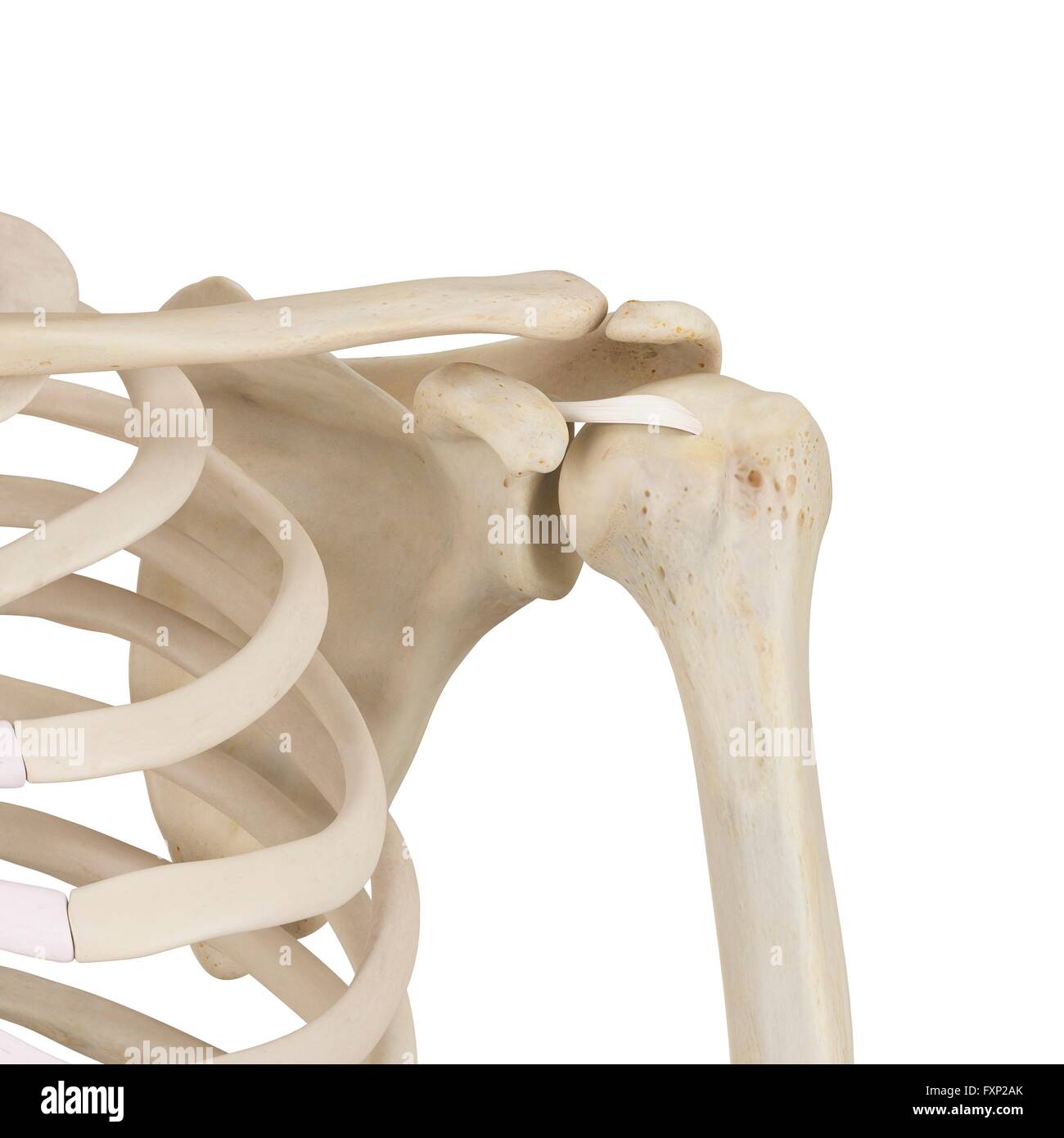 Ligaments of the human shoulder hi res stock photography and images Alamy