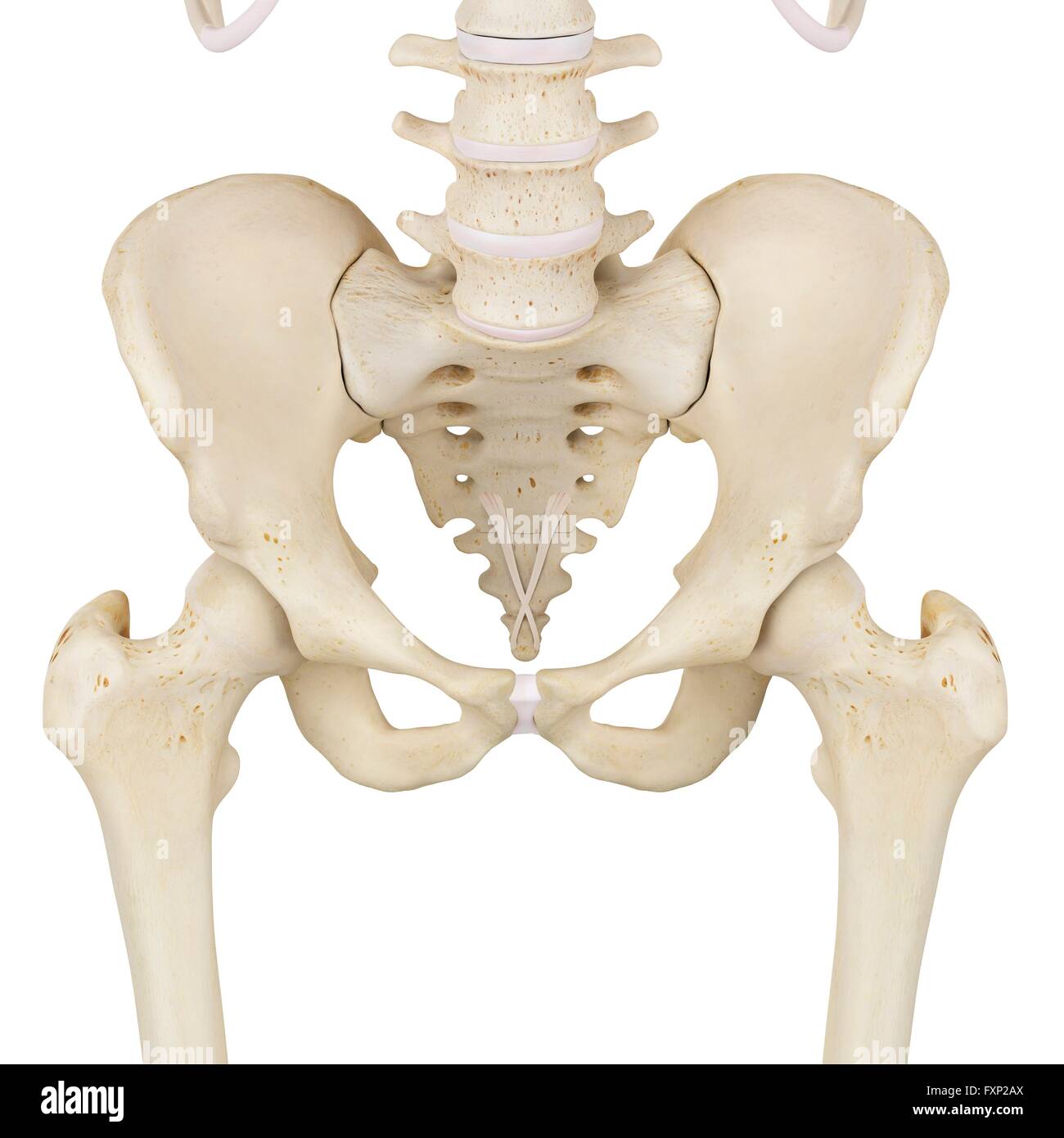 Human pelvis hi-res stock photography and images - Alamy