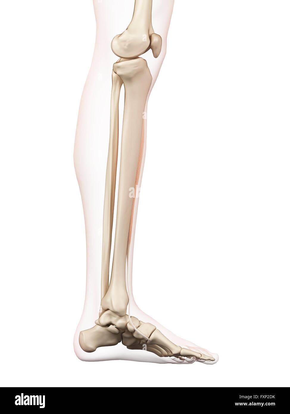 Human leg muscle hi-res stock photography and images - Alamy