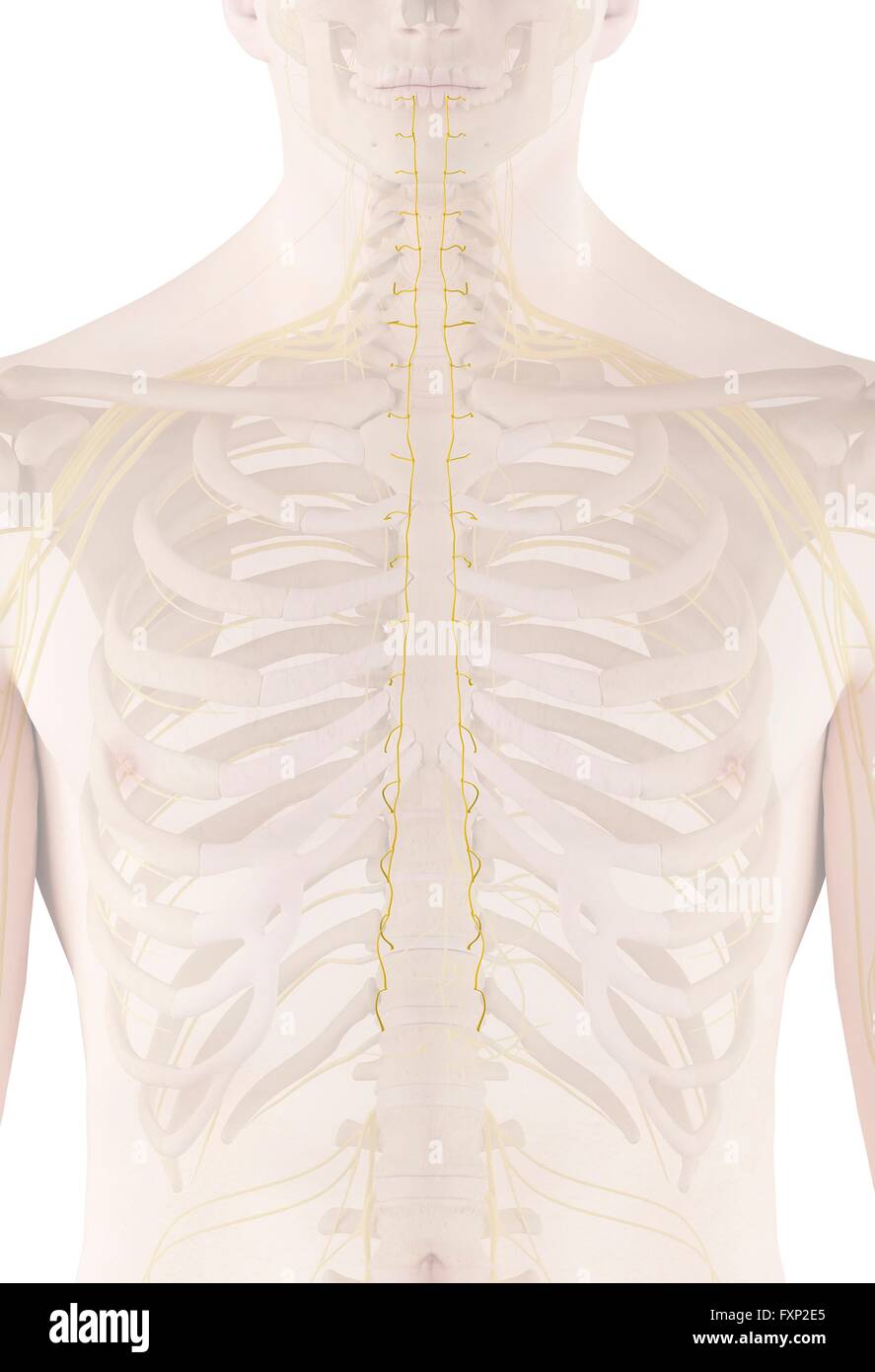 Human nerves, computer illustration Stock Photo - Alamy