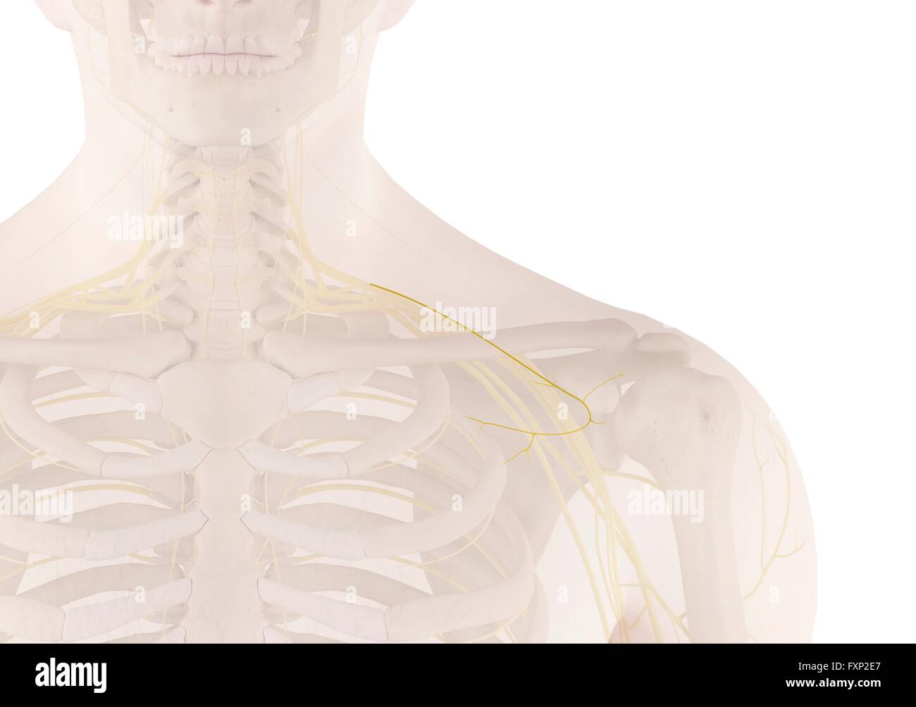 Human nerves, computer illustration Stock Photo - Alamy