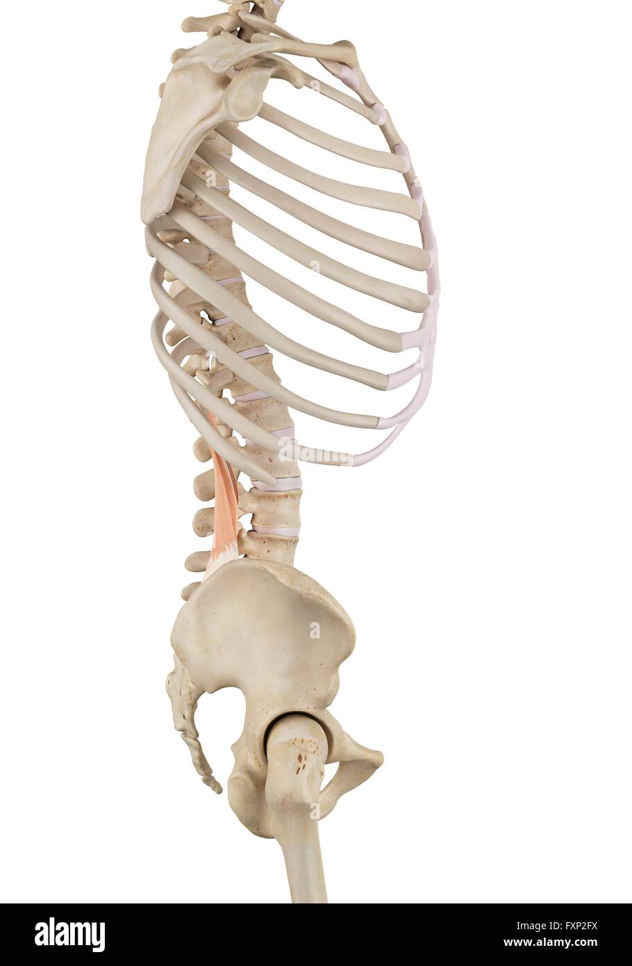 Human muscles, computer illustration Stock Photo - Alamy