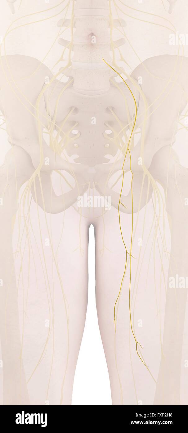 Human nerves, computer illustration Stock Photo - Alamy