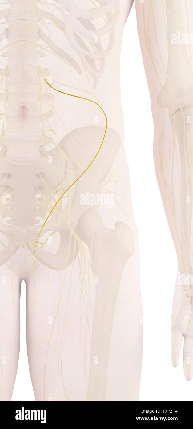Human nerves, computer illustration Stock Photo - Alamy