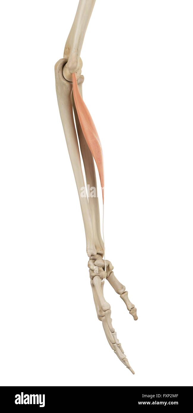 Human arm muscles, computer illustration Stock Photo - Alamy