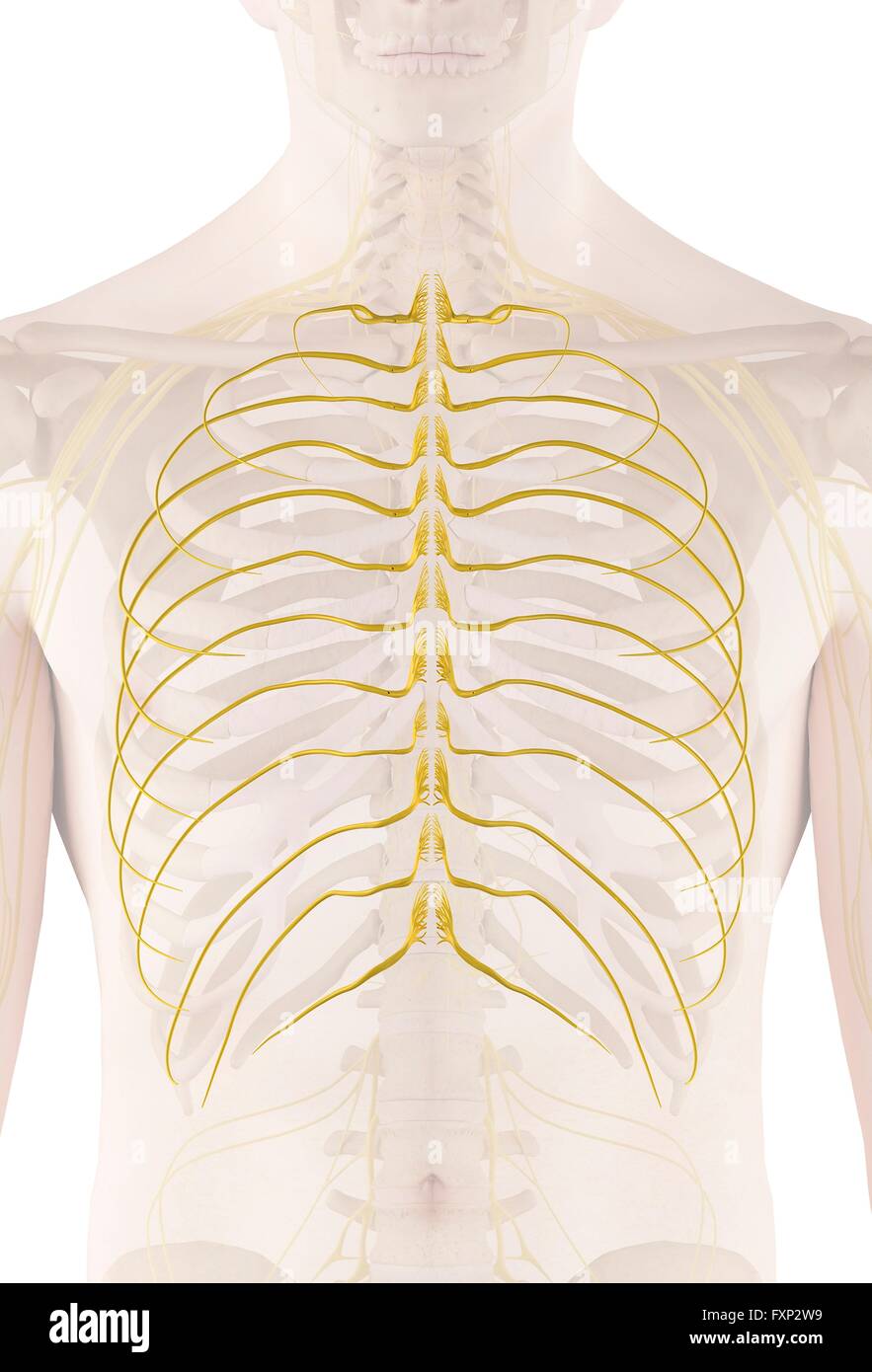 Human nerves, computer illustration Stock Photo - Alamy