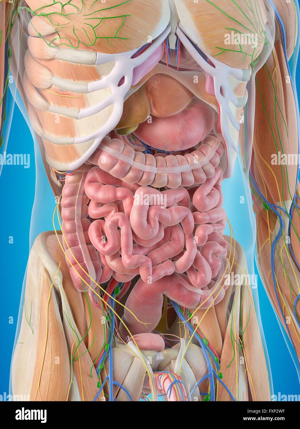 Human internal organs, computer illustration Stock Photo - Alamy