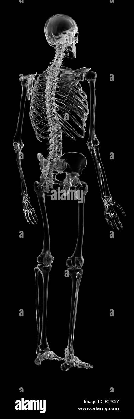 Human skeletal system Black and White Stock Photos & Images - Alamy