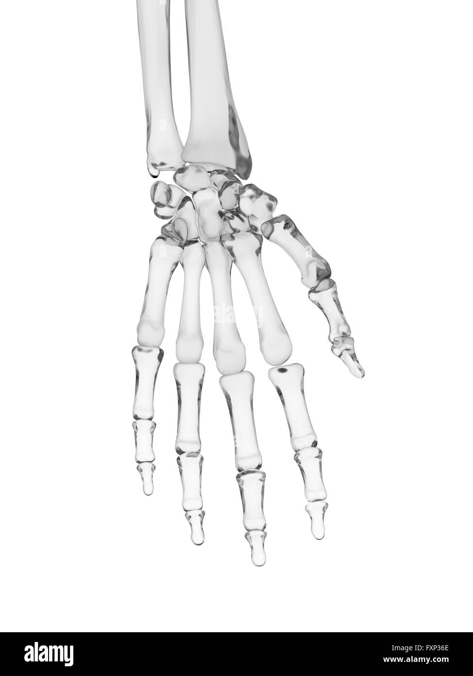 Human hand bones, computer illustration. Stock Photo