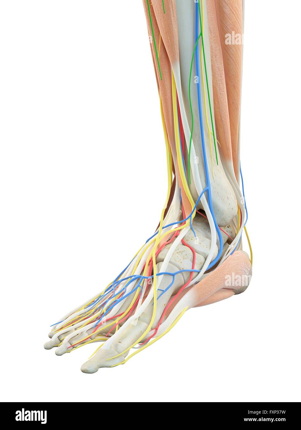Veins Arteries Foot High Resolution Stock Photography and Images - Alamy