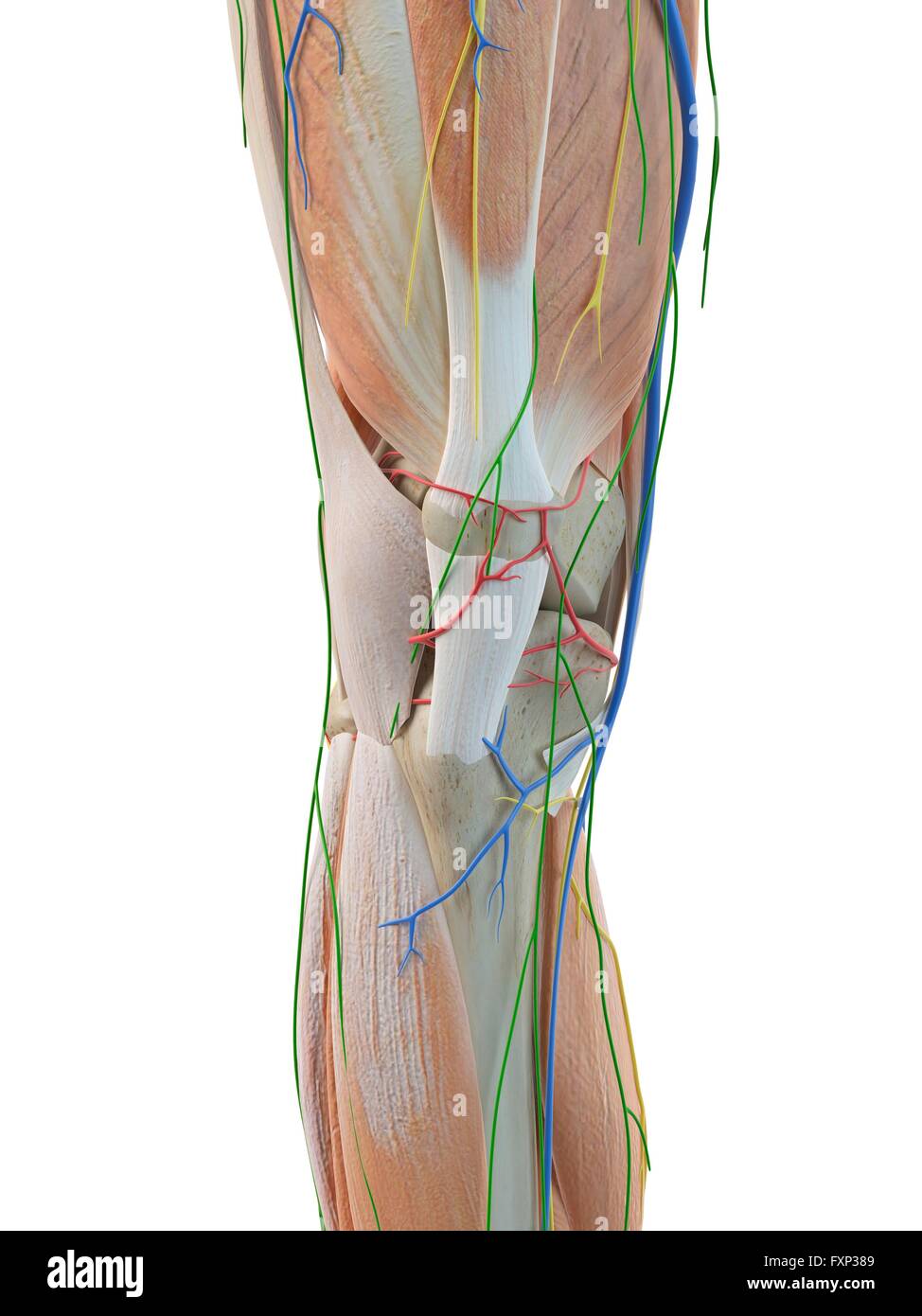 Human anatomy of the leg, computer illustration Stock Photo - Alamy