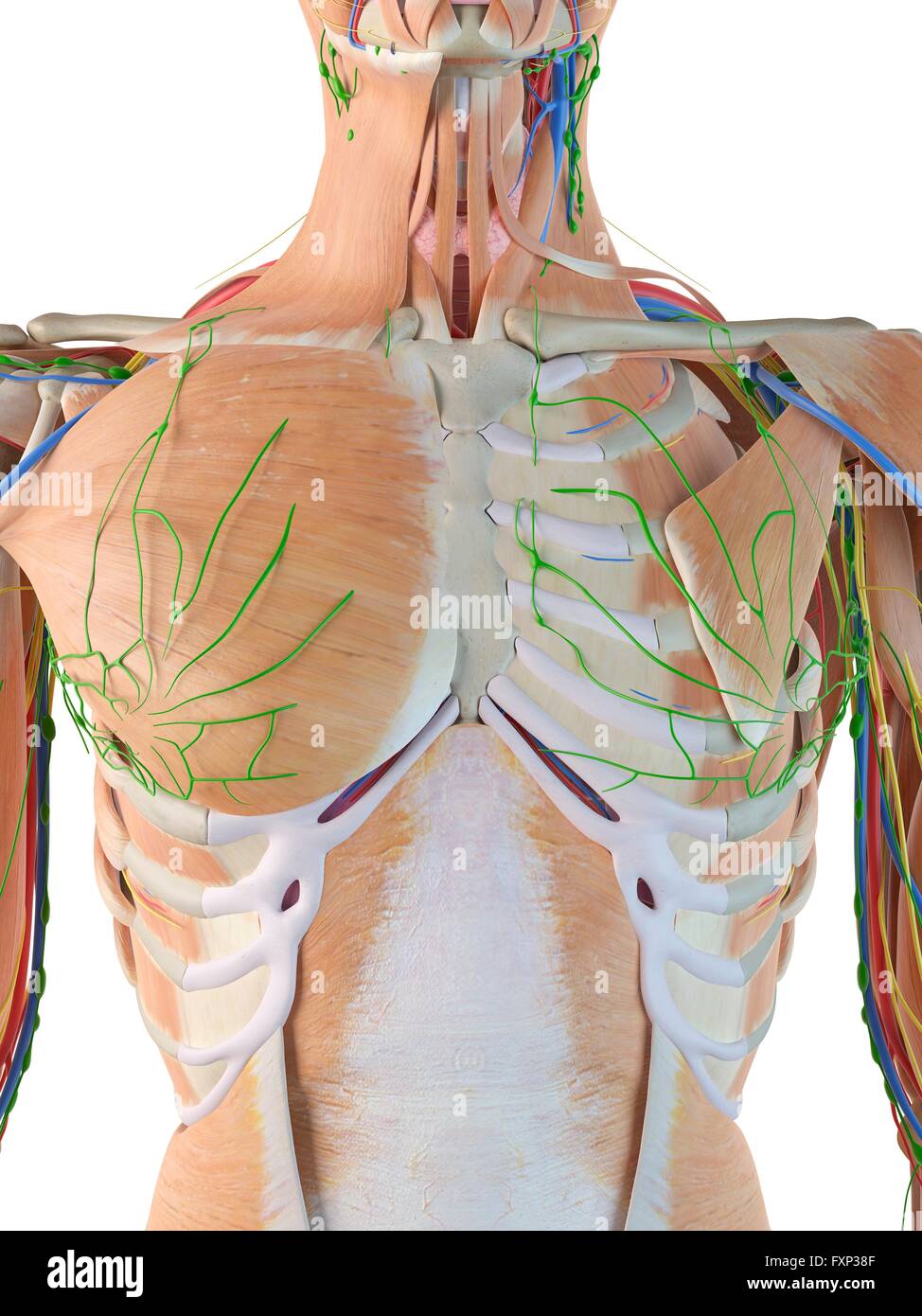 Human anatomy of the chest hi-res stock photography and images - Alamy