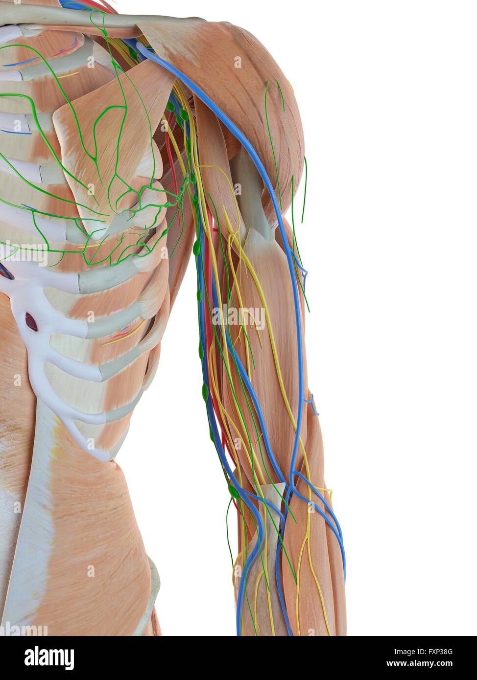 Human anatomy of the arm, computer illustration Stock Photo Alamy