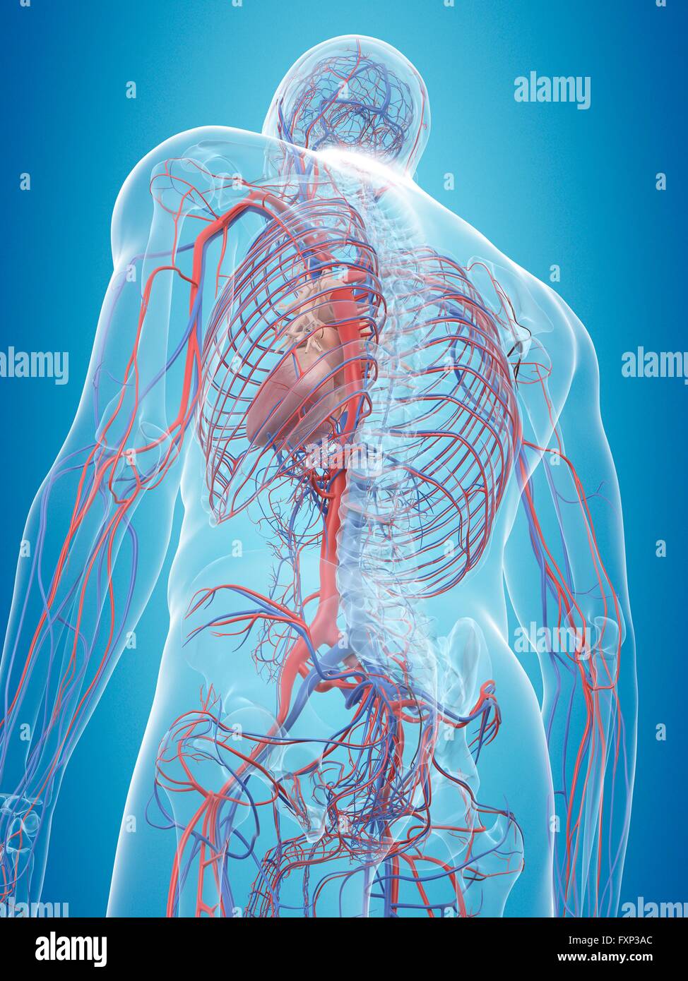 Human cardiovascular system, computer illustration Stock Photo - Alamy