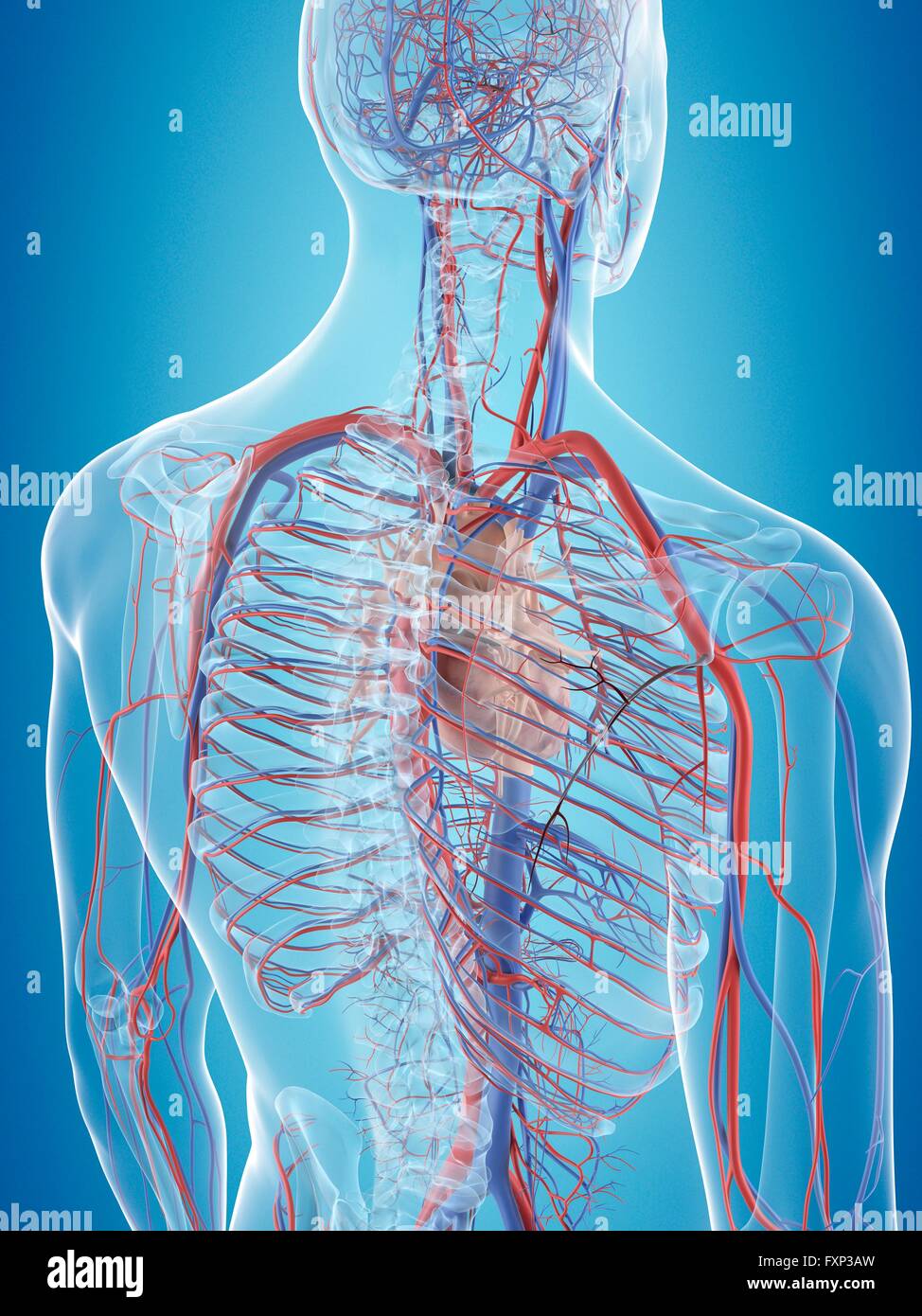 Human cardiovascular system, computer illustration Stock Photo - Alamy