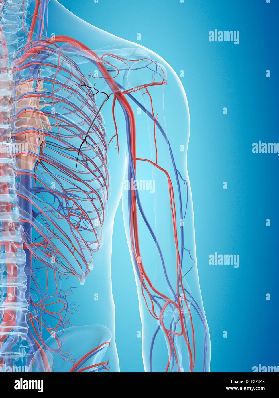 Human cardiovascular system of the shoulder, computer illustration