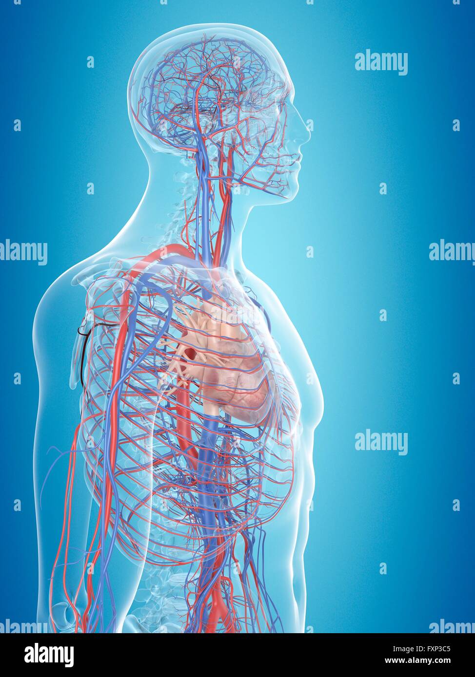 Human cardiovascular system, computer illustration Stock Photo - Alamy