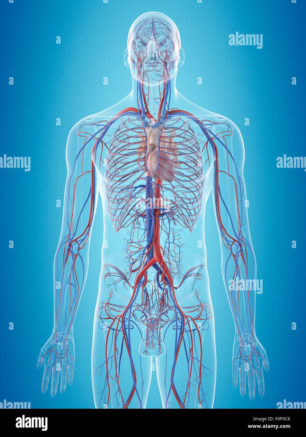Human cardiovascular system, computer illustration Stock Photo - Alamy