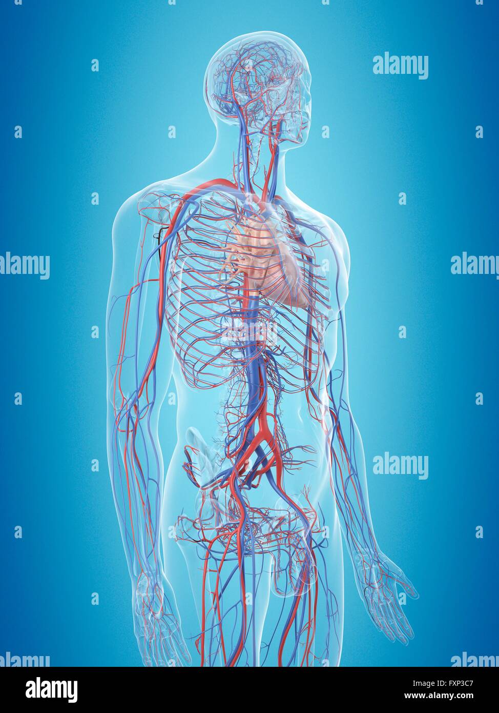 Human cardiovascular system, computer illustration Stock Photo - Alamy