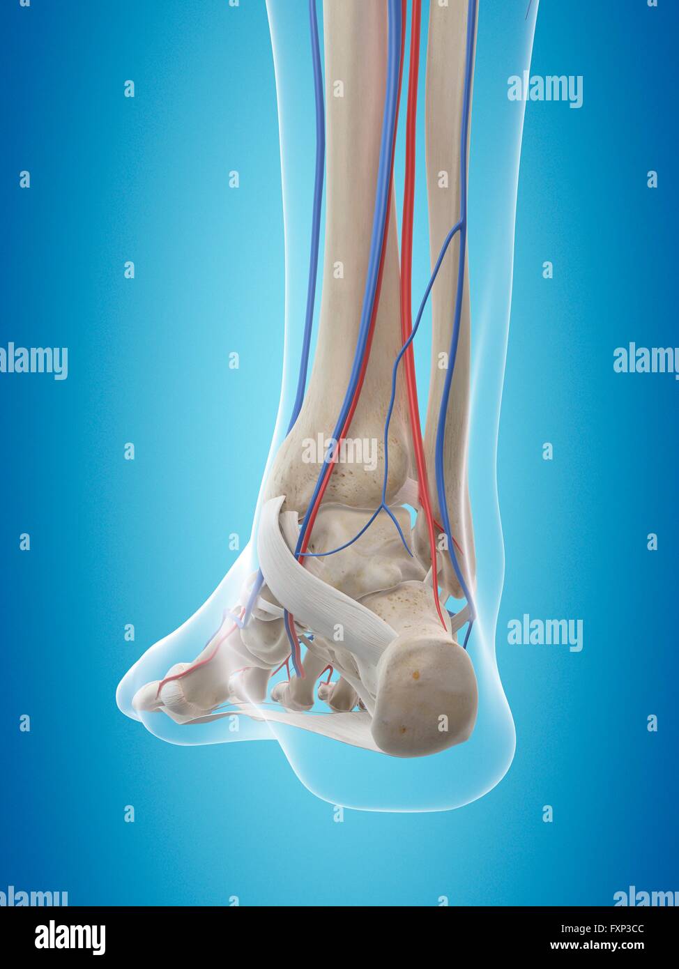 Human vascular system of the foot, computer illustration Stock Photo