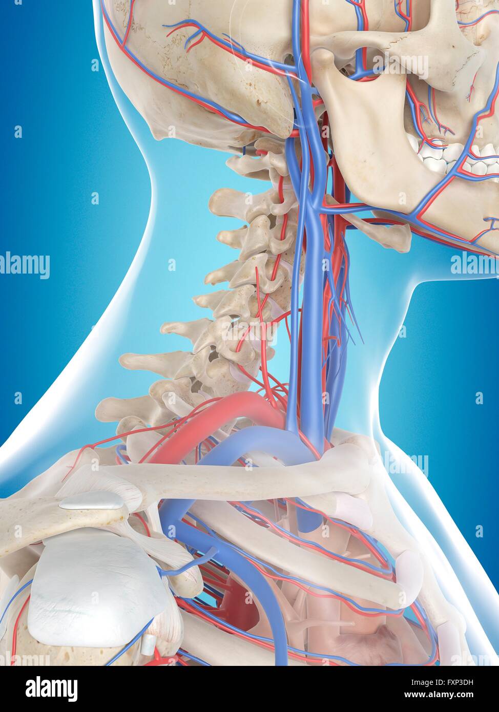 Human vascular system of the neck, computer illustration Stock Photo ...