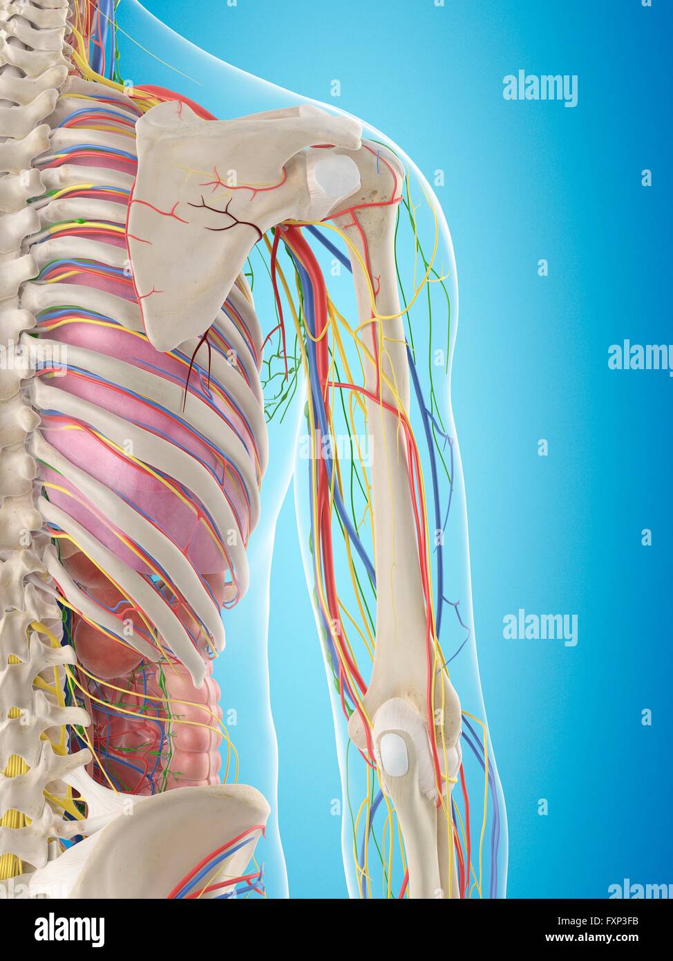 Human arm anatomy, computer illustration Stock Photo Alamy