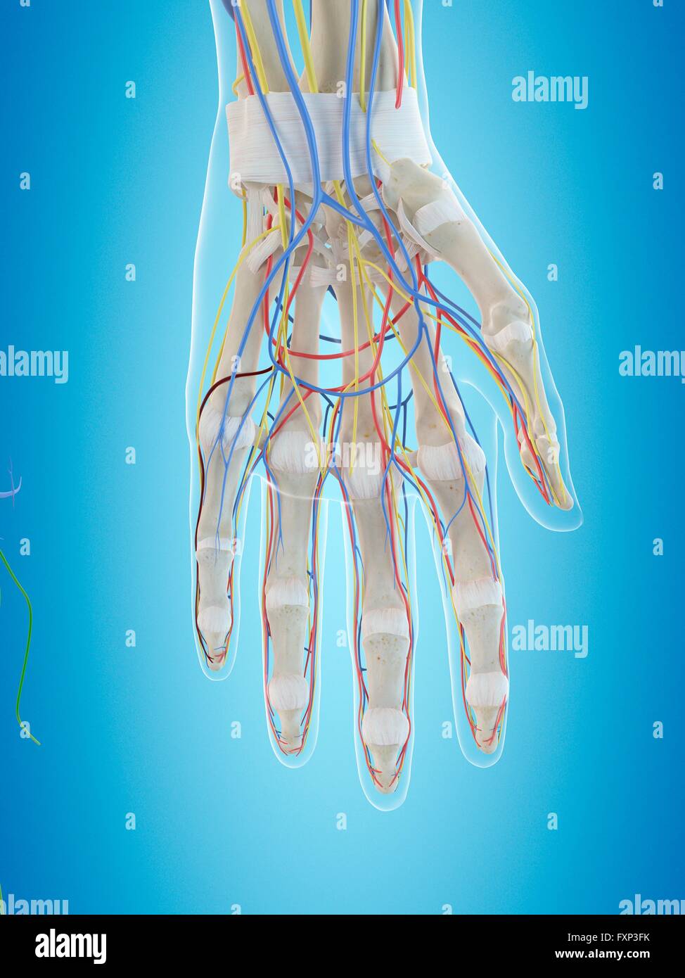 Human hand anatomy, computer illustration. Stock Photo