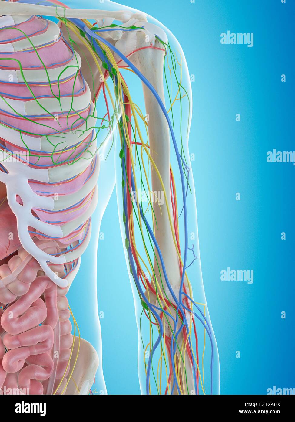 Human arm anatomy, computer illustration Stock Photo Alamy