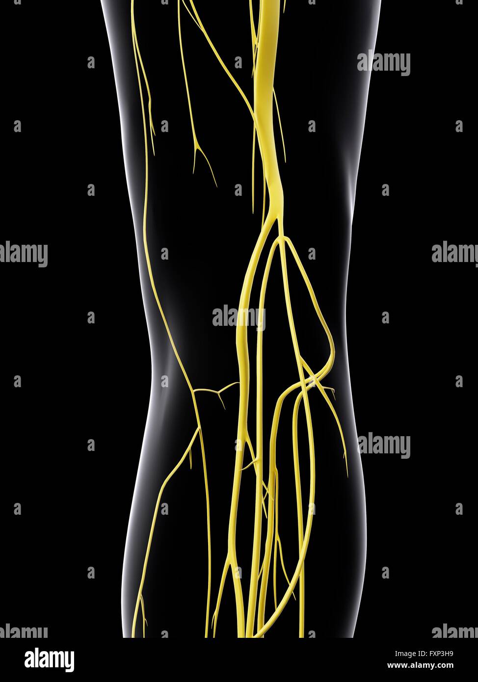 Human nervous system, computer illustration Stock Photo - Alamy