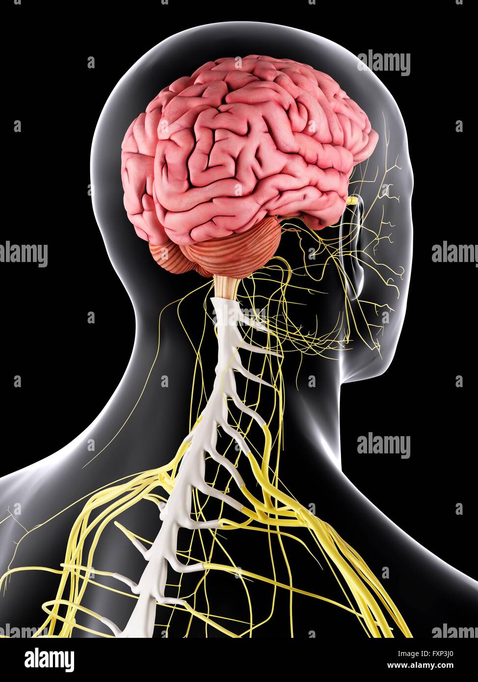 Human brain and spinal cord, computer illustration Stock Photo - Alamy