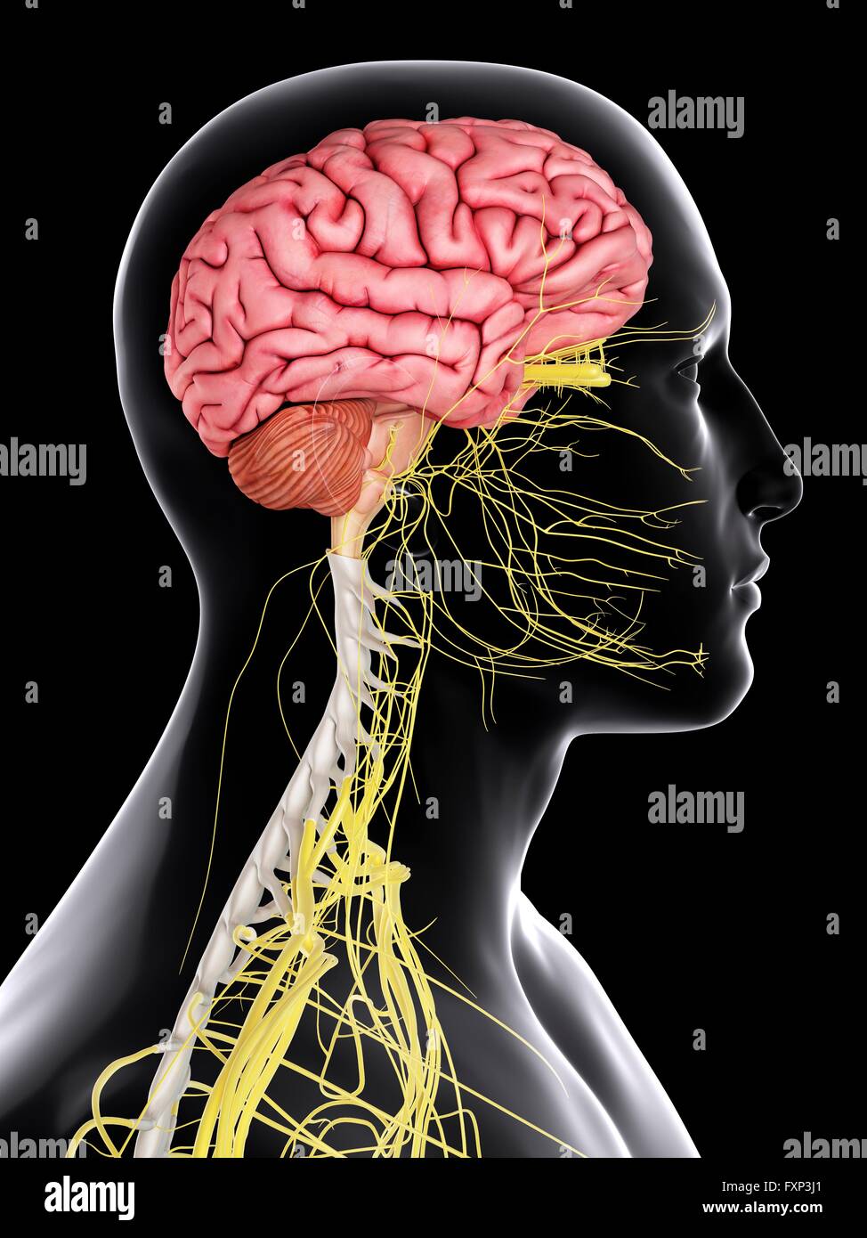 Human brain and spinal cord, computer illustration Stock Photo - Alamy