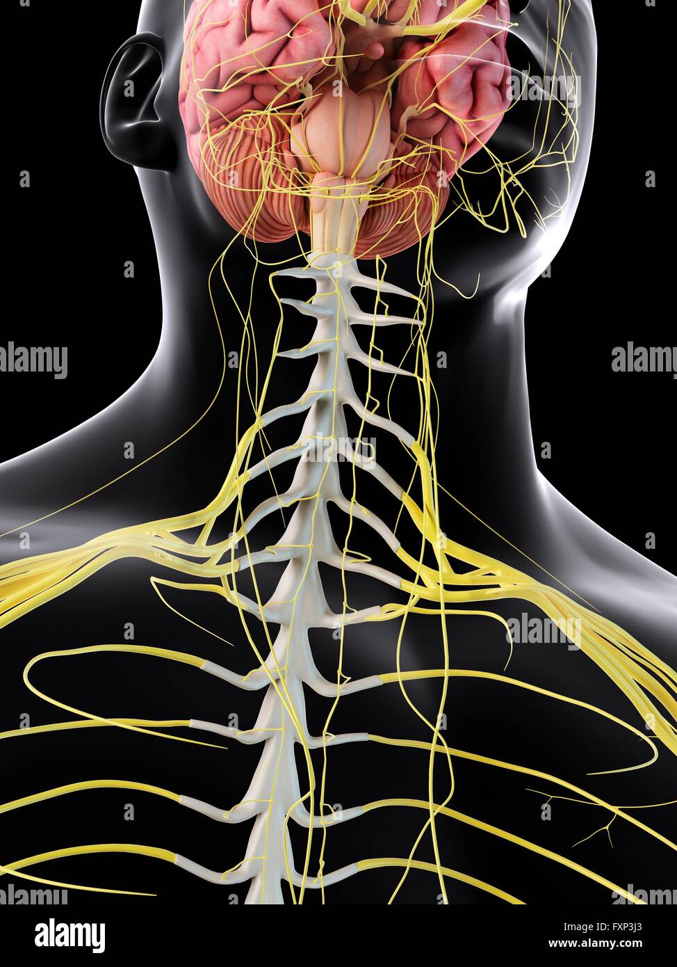 Human brain and spinal cord, computer illustration Stock Photo - Alamy