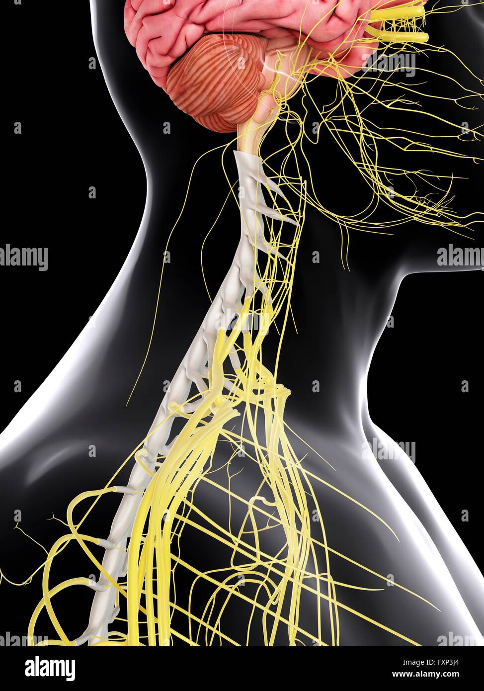 Human brain and spinal cord, computer illustration Stock Photo - Alamy