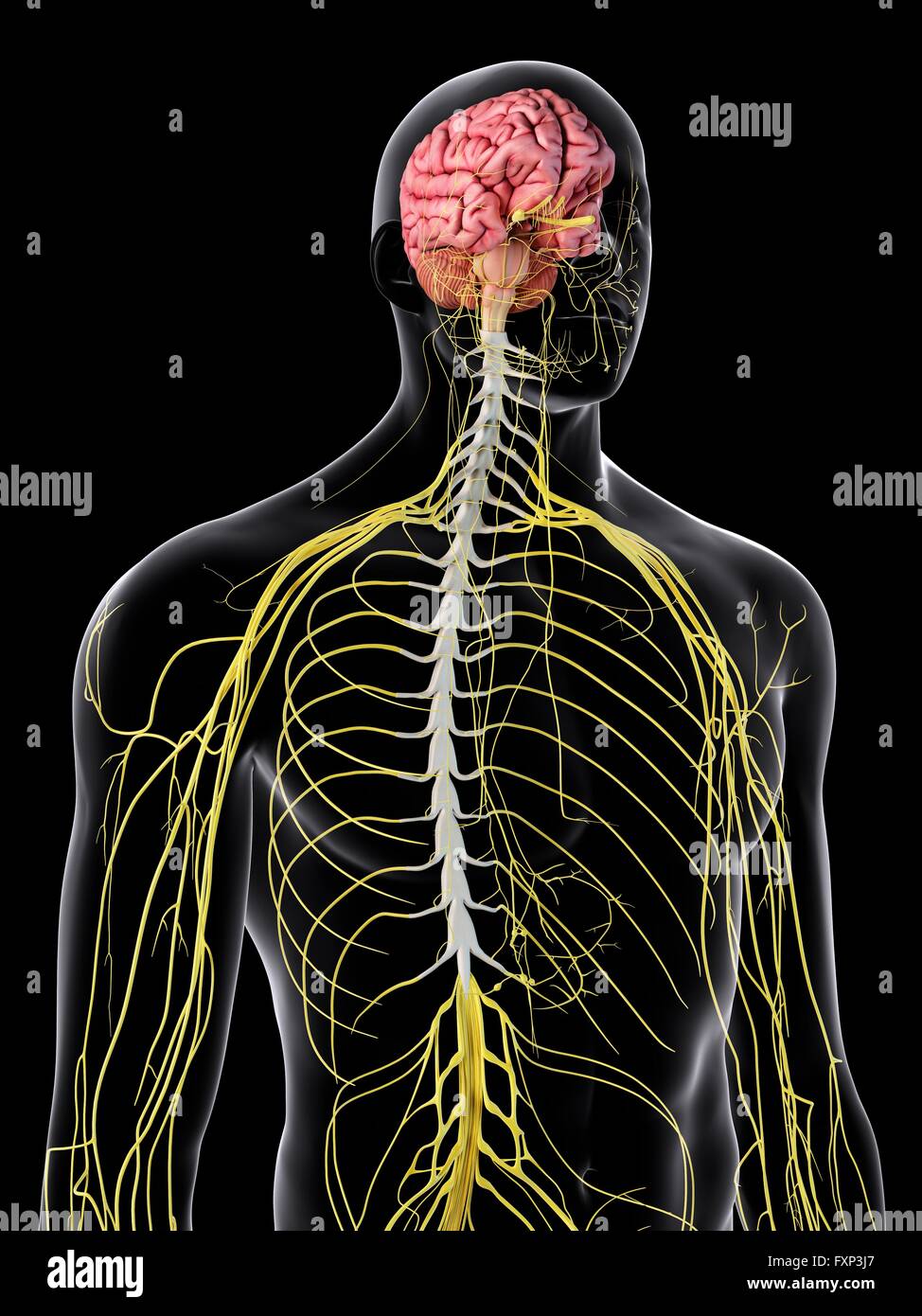 Human brain and spinal cord, computer illustration Stock Photo - Alamy
