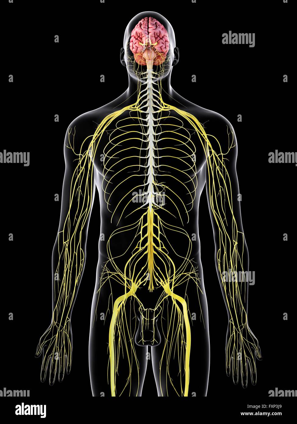 Human brain and spinal cord, computer illustration Stock Photo - Alamy