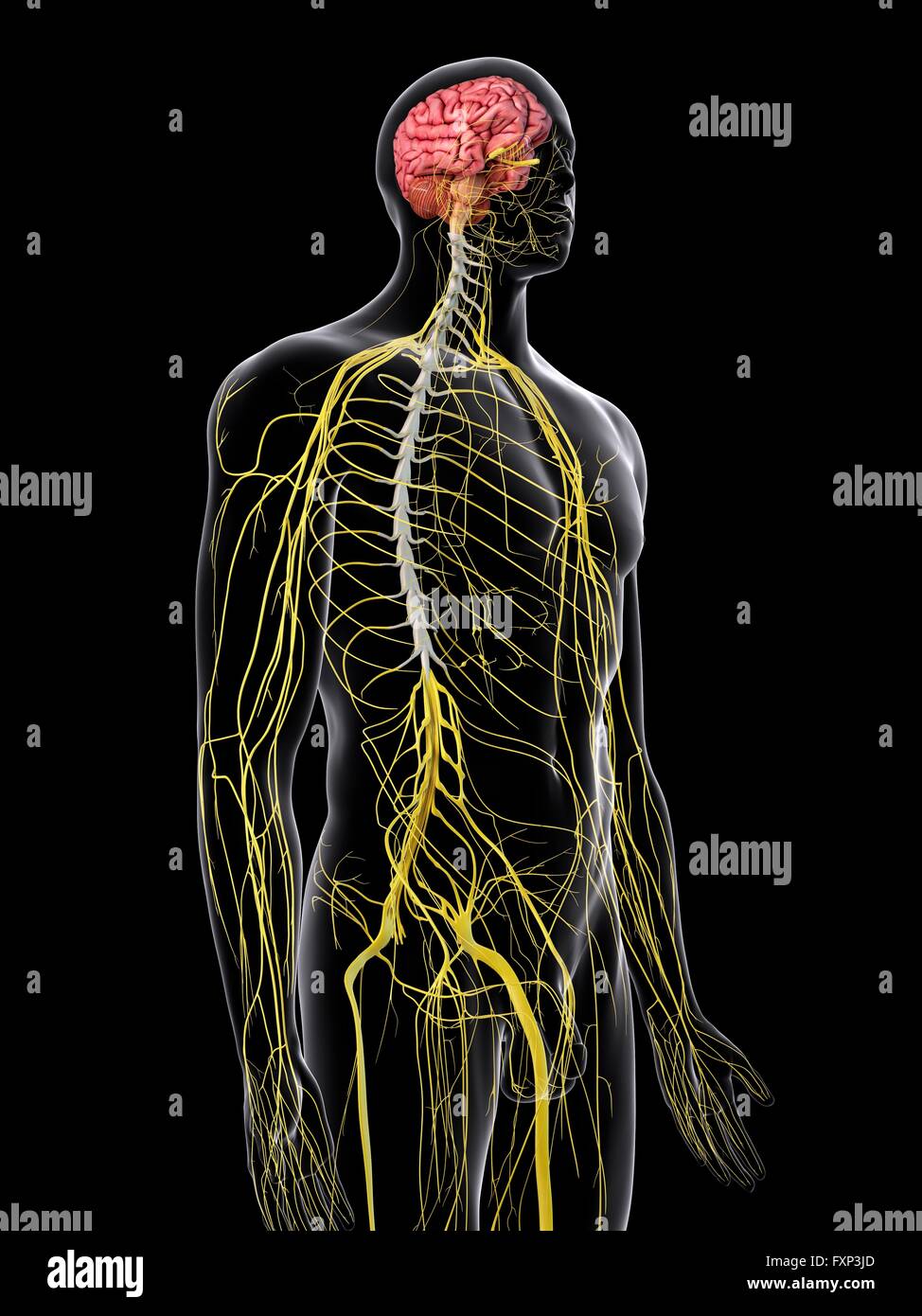 Human brain and spinal cord, computer illustration Stock Photo - Alamy