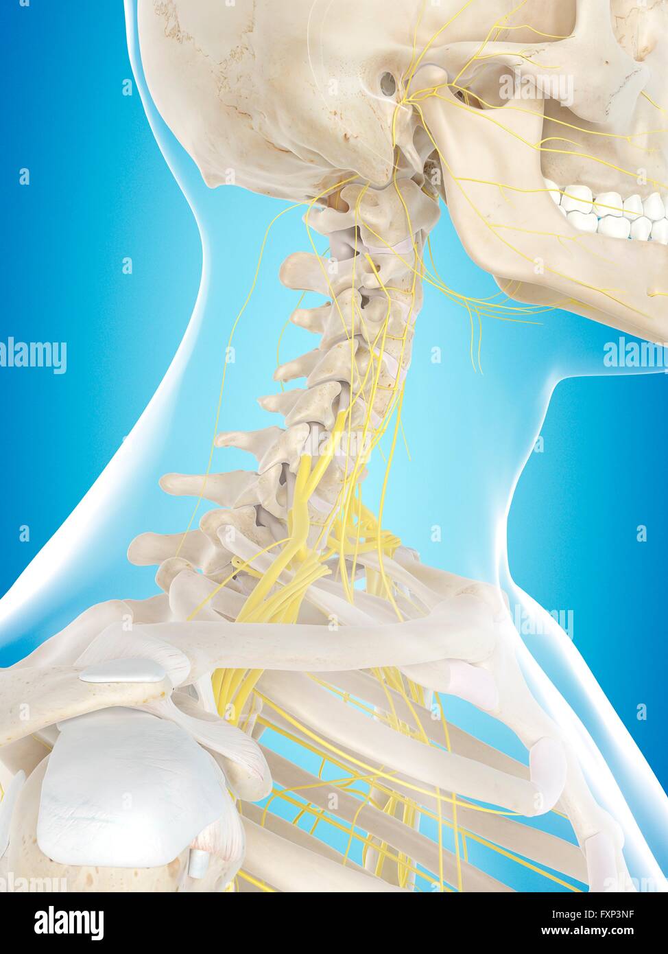 Human nervous system, computer illustration Stock Photo - Alamy