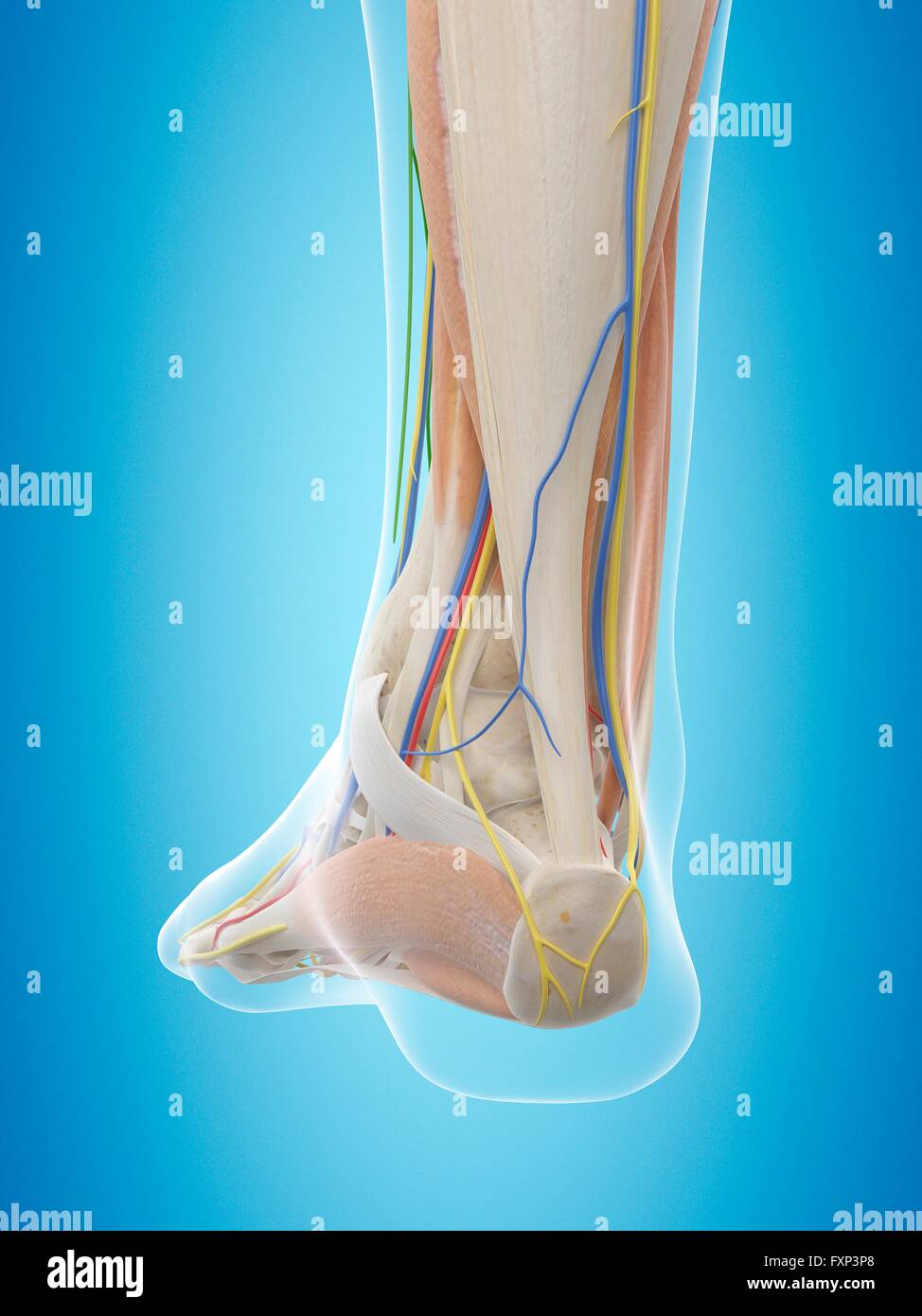 Human foot anatomy, computer illustration. Stock Photo