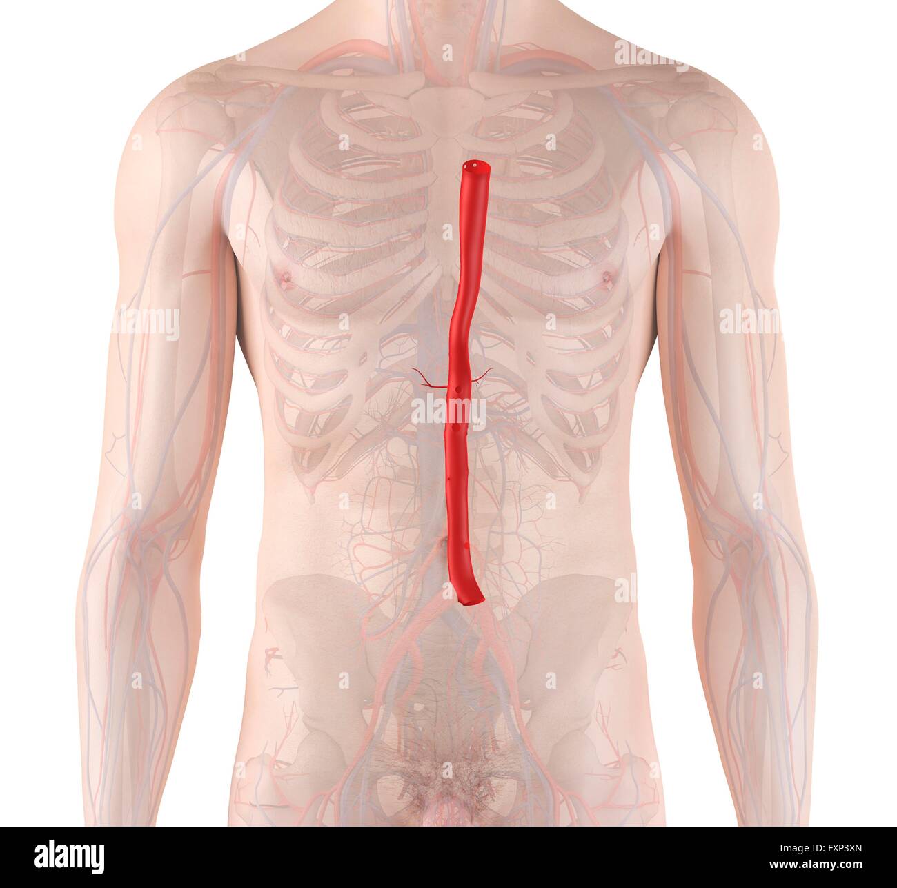 Human aorta, computer illustration. Stock Photo
