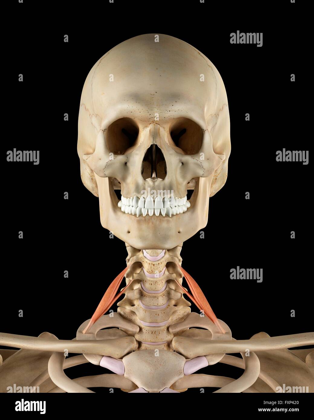 Human Skeleton Neck Bones - Download PPT Premium 2020