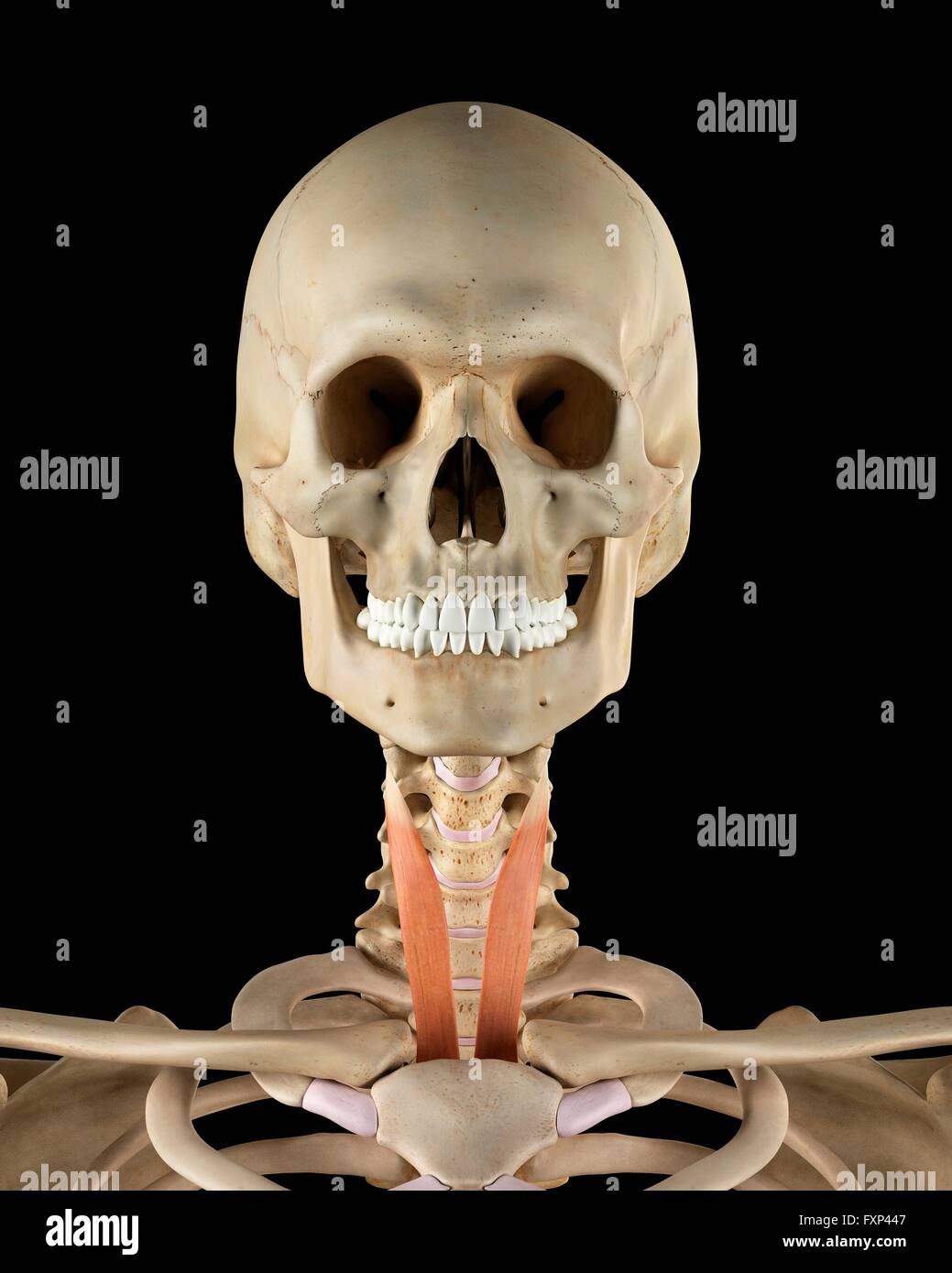 Human neck muscles, computer illustration Stock Photo - Alamy