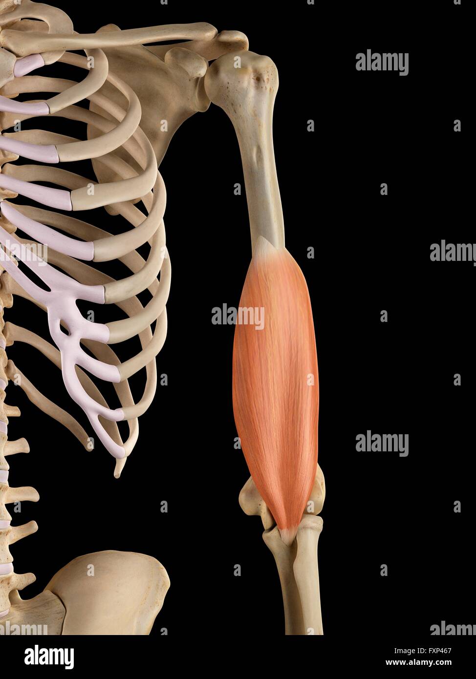 Human arm muscles, computer illustration Stock Photo - Alamy