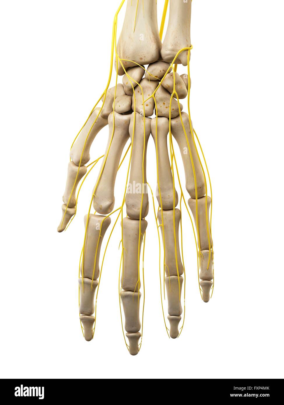 Human Hand Nerves High Resolution Stock Photography and Images - Alamy